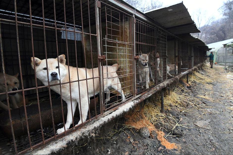 En Corea del Sur, los perros son consumidos por humanos. (Foto: AFP/Getty Images)