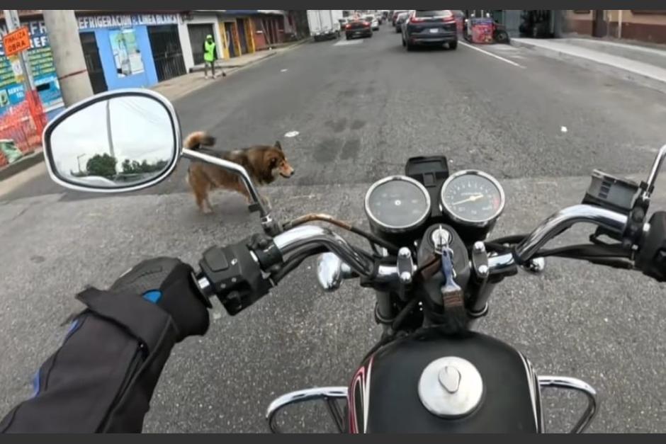 El motorista se hizo viral por su reacción al notar un perro en el camino. (Foto: captura de video)