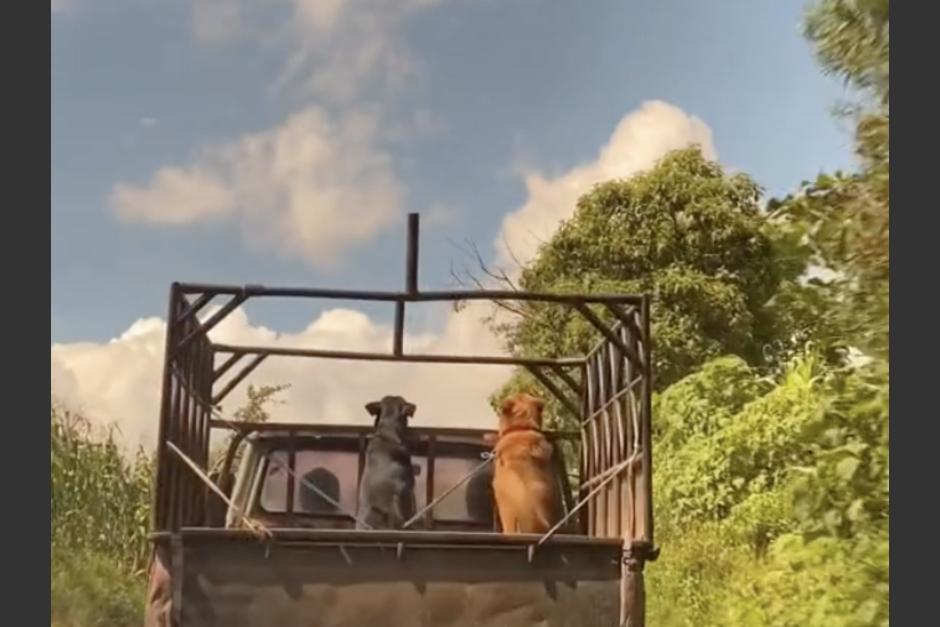 Los perros cautivaron en el tr&aacute;nsito al dejarse ver emocionados mientras viajaban en un picop. (Foto: captura de video)