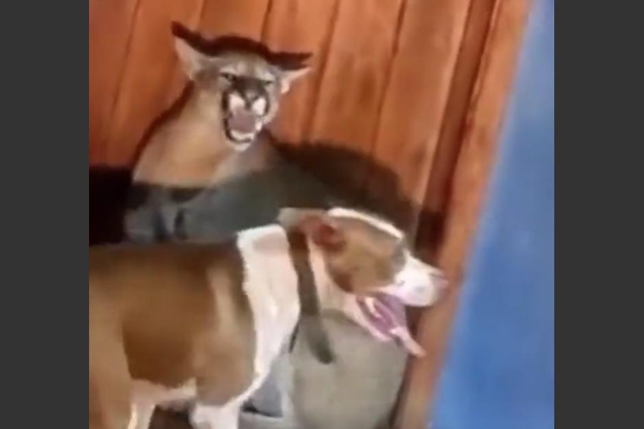 La mascota logró ahuyentar al animal salvaje que ingresó a una casa de Paraguay. (Foto: Captura de video)