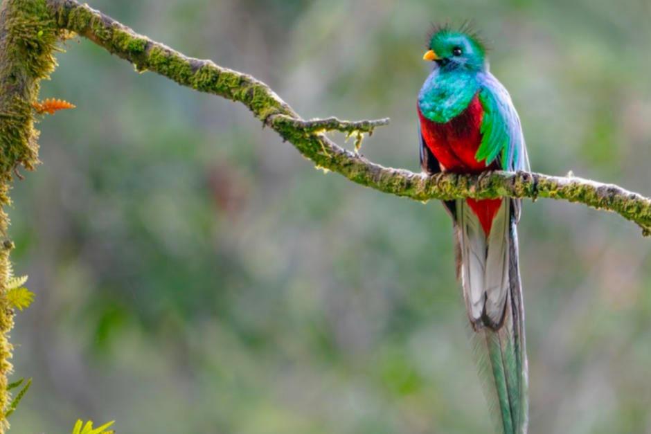 Una pareja de quetzales fue captada sobre las ramas, cautivando a guatemaltecos. (Foto: archivo/Soy502)