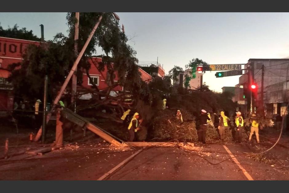 Enorme árbol se desploma en Avenida Bolívar y 22 calle, zona 1, y aplasta a dos vehículos. (Foto: PMT)