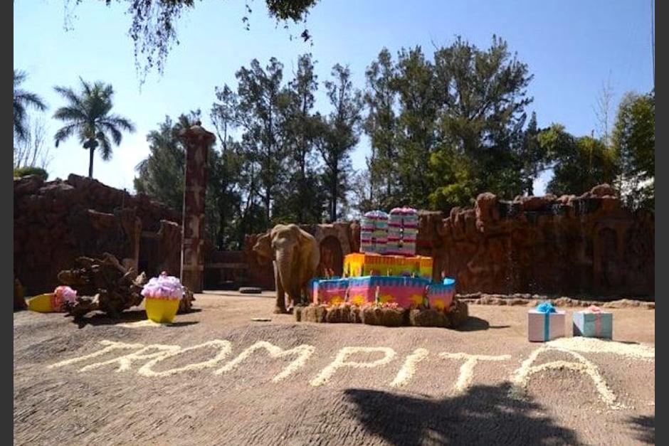 El Zool&oacute;gico La Aurora invita a los guatemaltecos a unirse a la celebraci&oacute;n de cumplea&ntilde;os de Trompita. (Foto: Wilder L&oacute;pez/Soy502)