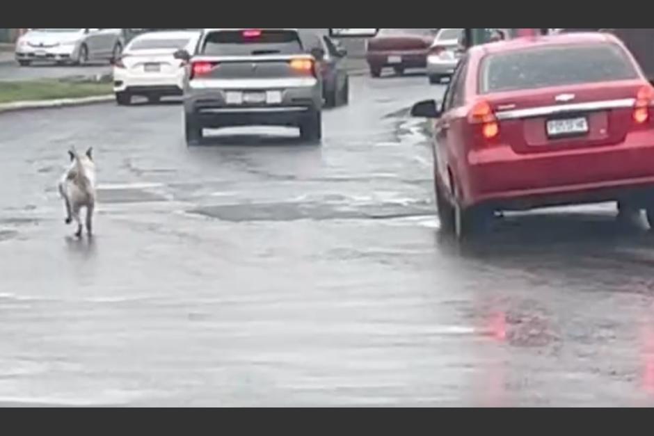 Conductor es denunciado en redes sociales por aparentemente abandonar a su perro en el bulevar San Nicolás, Mixco. (Foto: captura de pantalla)&nbsp;