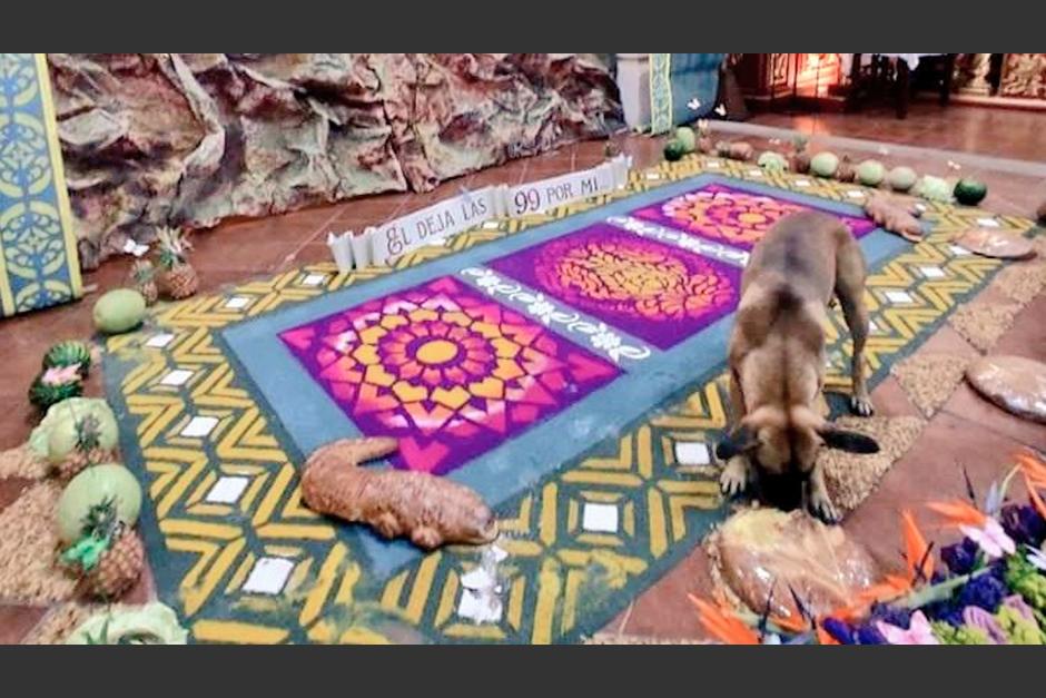 Un perrito es captado comiendo en plena alfombra. (Foto:&nbsp;Radio Estrella)