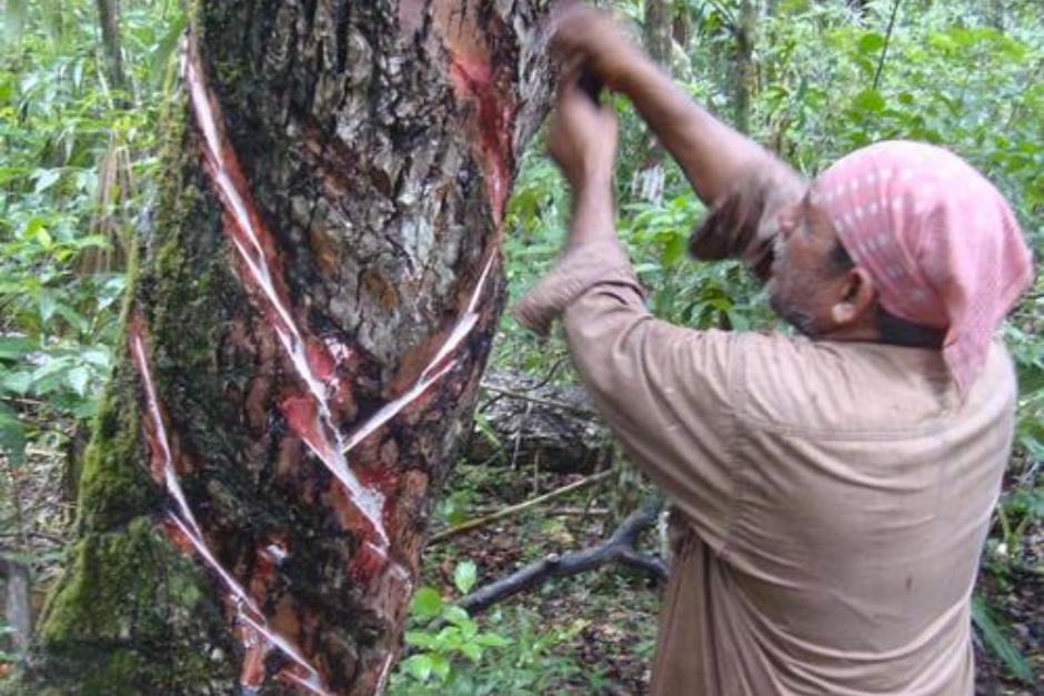 Las personas que se dedican a la extracción de la materia prima para el chicle se beneficiarán de la norma aprobada por el Congreso. (Foto: Archivo/Soy502)