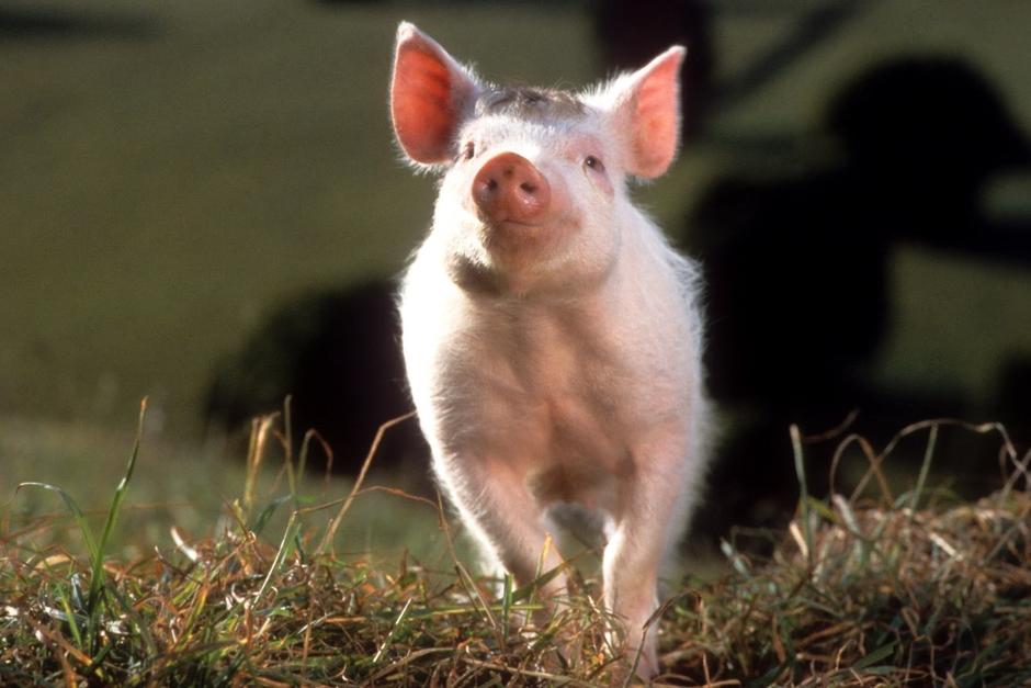 Recuerda al puerquito valiente que cambió el cine familiar. (Foto: X)