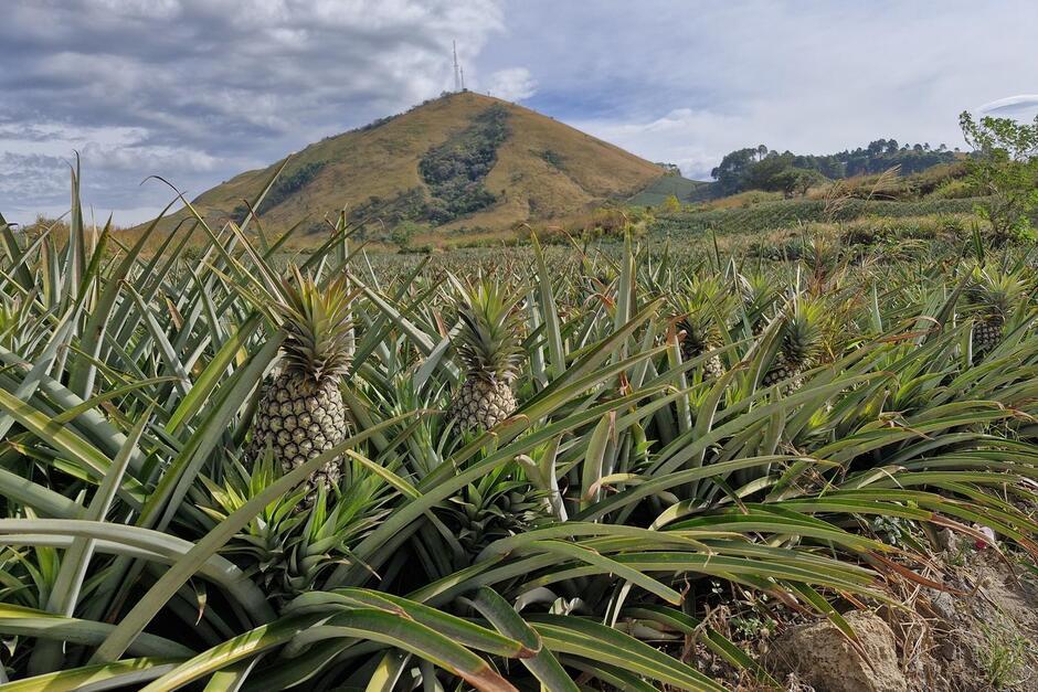 El área de la aldea El Jocotillo es una de las más extensas de la región del sur para el cultivo de la piña. (Foto: Edwards Morales/Colaborador)