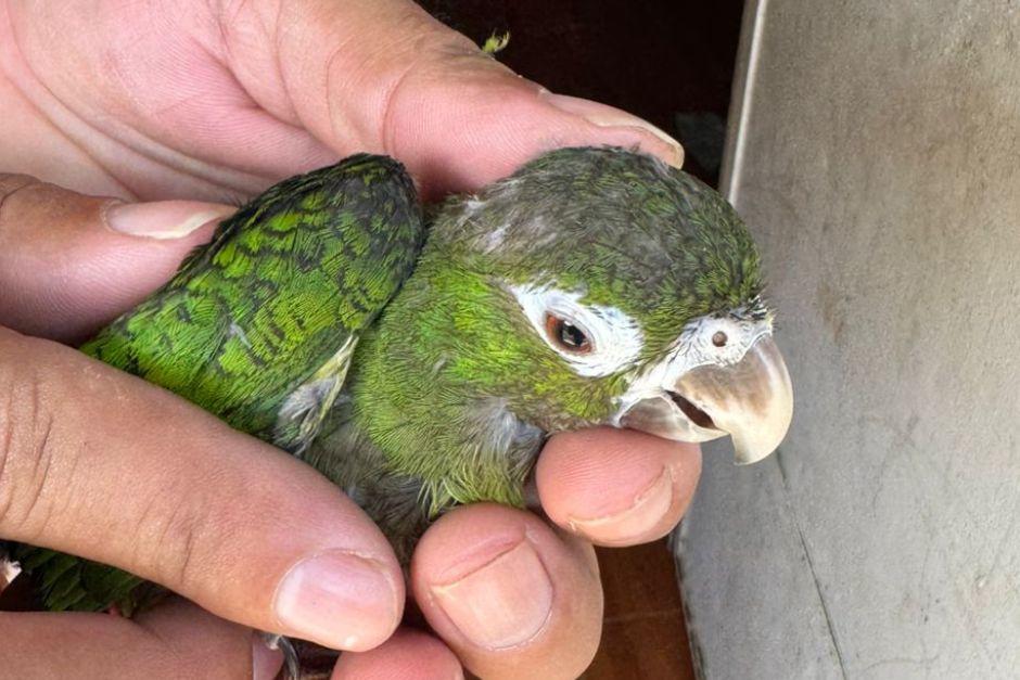 Perica cachete amarillo, especie protegida que fue incautada durante el operativo en Izabal.&nbsp;(Foto: MP/Soy502)