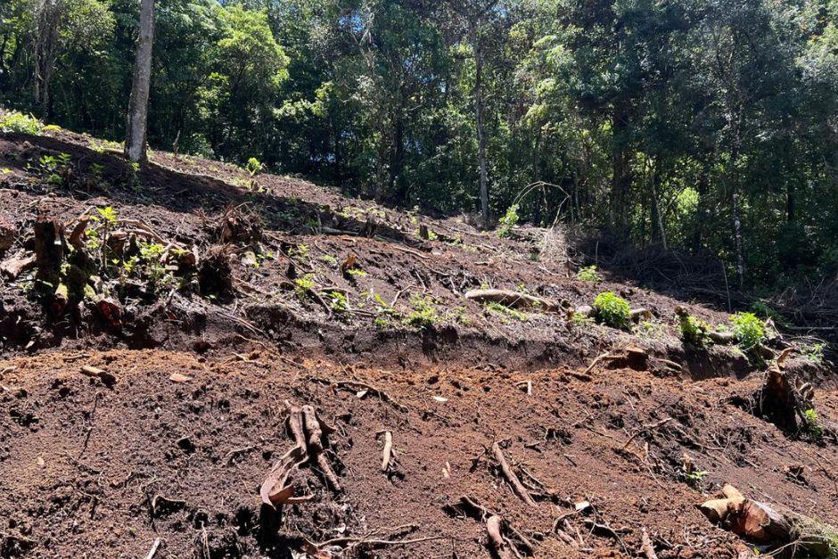 Área donde fueron talados 45 árboles de forma ilegal en Santiago Sacatepéquez, según la investigación del MP y Conap.&nbsp;(Foto: MP /Soy502)