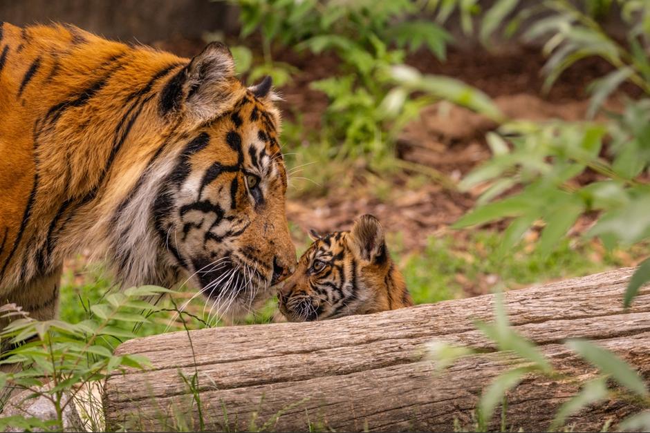La madre se desprendió de sus cachorros, su primera camada y se tuvo que tomar una decisión dura en el parque. (Foto: Shutterstock)
