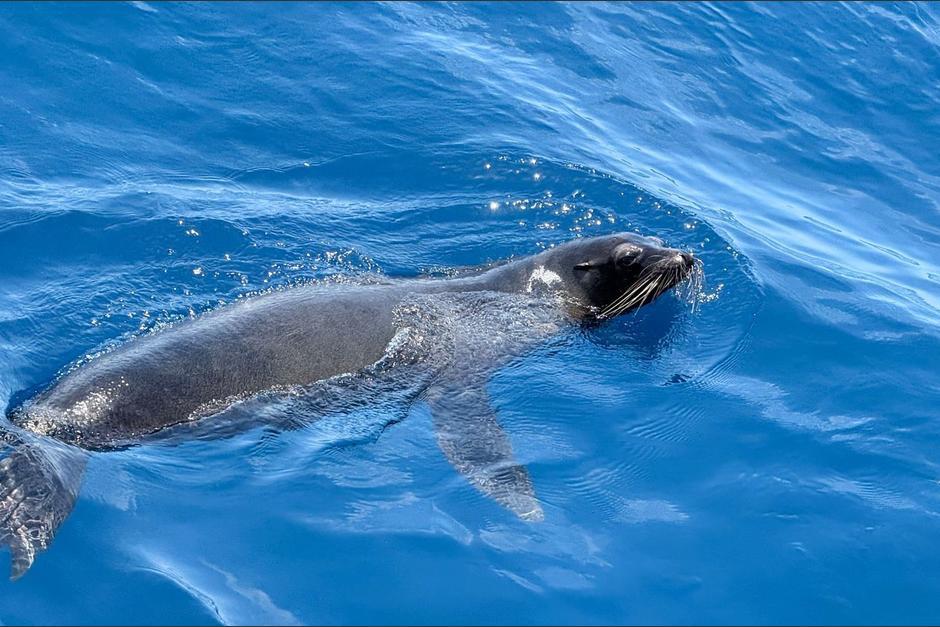 Tras meses en recuperación, el león marino fue liberado. (Foto: CONAP)