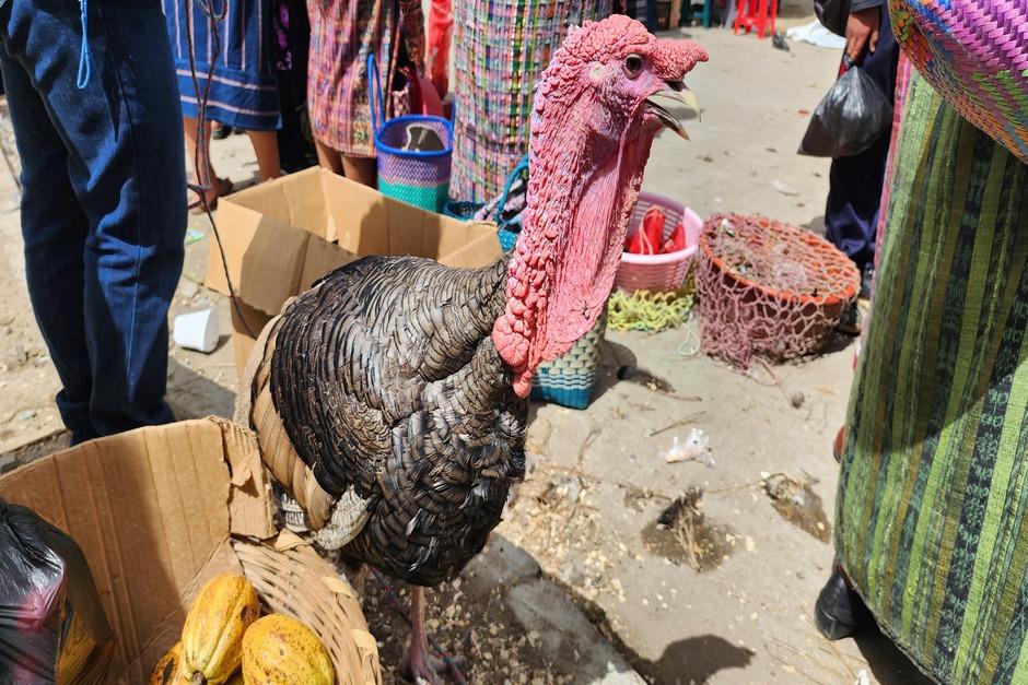 Comerciantes de diferentes localidades llegan a la plaza para ofrecer aves de corral. (Foto: Roberto Paz/Colaborador)