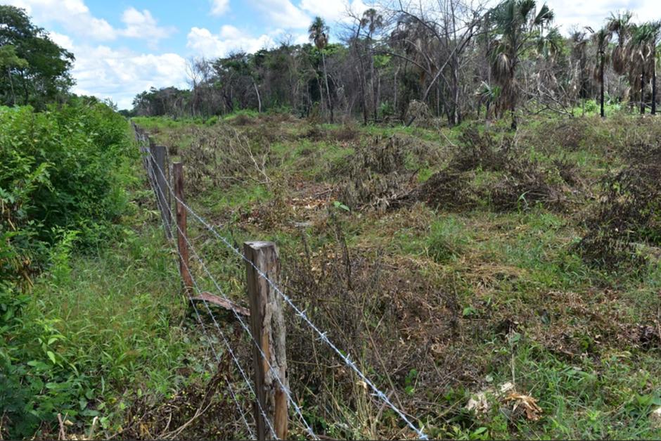 Esta es la imagen constante en la Laguna del Tigre: deforestación en terrenos cercados. (Foto: Estuardo Paredes/Colaboración)