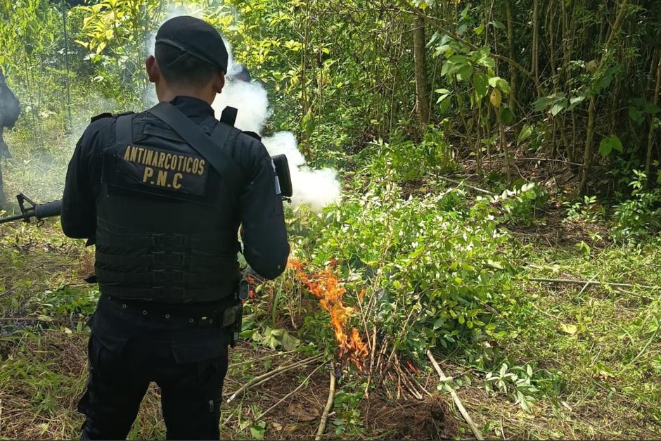 La PNC localizó y destruyó una plantación de hojas de coca en Petén. (Foto: PNC / Soy502)
