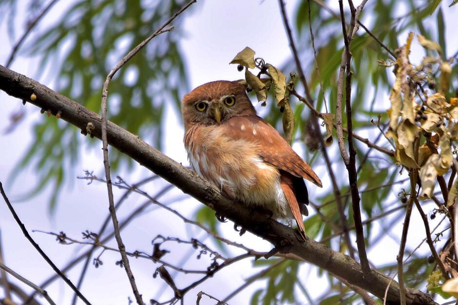 El mochuelo de California o mochuelo californiano ​es una especie de ave estrigiforme de la familia Strigidae, propia del oeste de Norteamérica. (Foto: Fundaeco)