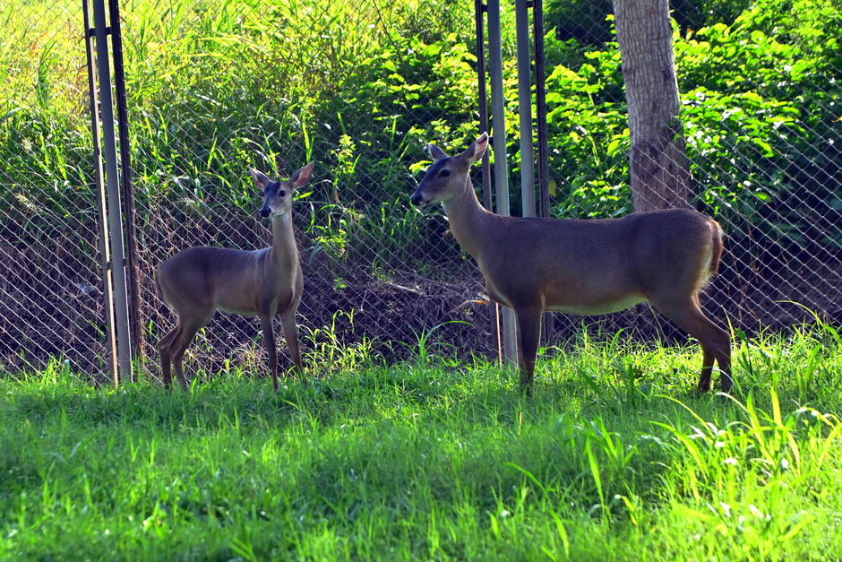 Venados cola blanca viven en libertad en la Brigada de Paracaidistas, Escuintla. La base implementa medidas de conservación y protección.&nbsp;(Foto: Henry López/Colaborador)