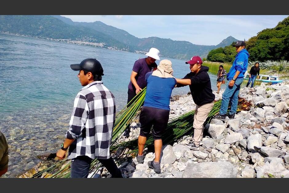Pobladores aún luchan por continuar la siembra de tul para favorecer el ecosistema. (Foto: Pedro Sicajau/Colaborador)