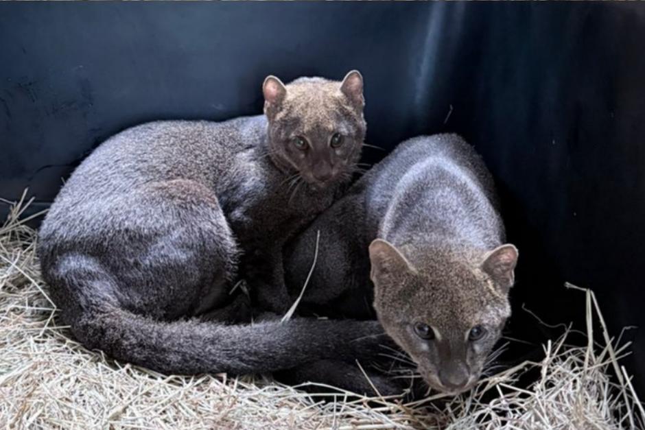 Ambos&nbsp;jaguarundi fueron liberados dentro de una reserva natural. (Foto: CONAP)