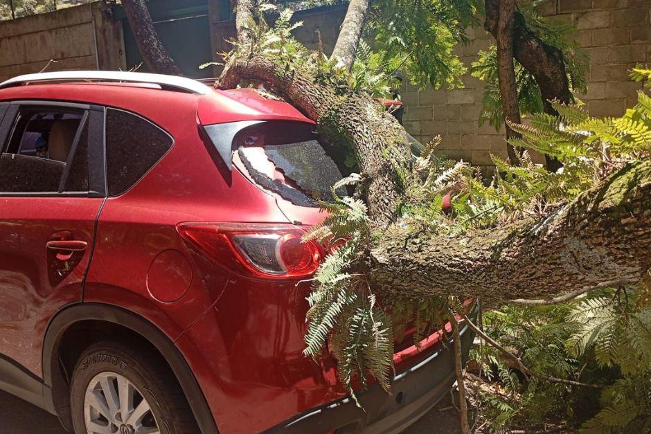 El árbol cayó sobre dos vehículos, ocasionando daños materiales. (Foto: Amílcar Montejo)