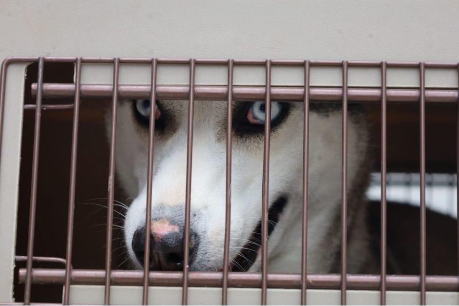 La mascota fue salvaguardada tras denuncias en redes sociales. (Foto: MAGA)