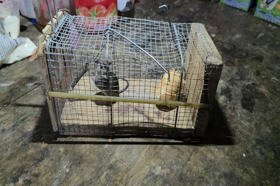 Los ratones o ratas son muy molestos en las viviendas. (Foto: Surama Rodas/Colaboradora)