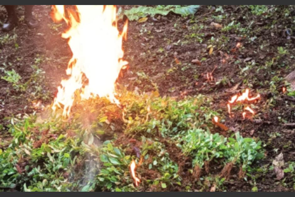 Las plantaciones fueron erradicadas e incineradas. (Foto: PNC)