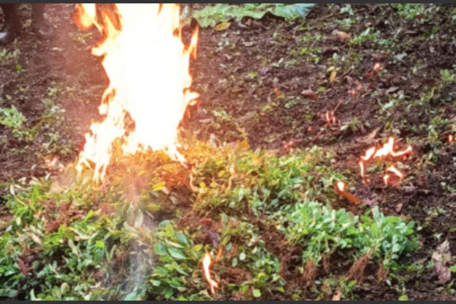 Los arbustos fueron erradicados e incinerados. (Foto: PNC)