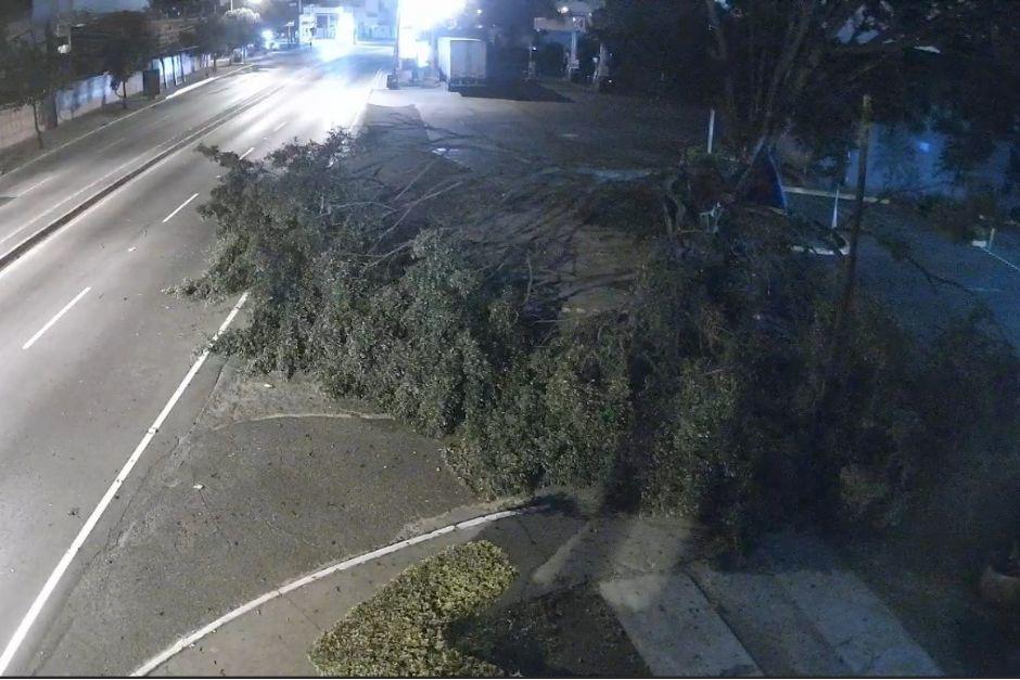 El árbol se desplomó en dos partes, durante el pasado fin de semana. (Foto: captura de video)