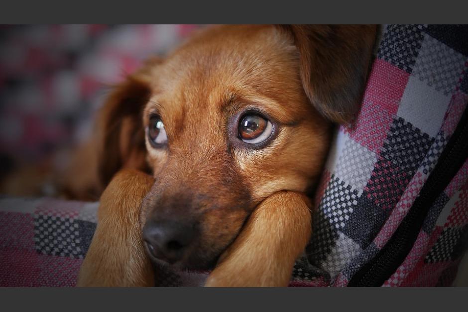 Los perros fueron rescatados y luego será dados en adopción. (Foto:&nbsp;ilustrativa/Pixabay)