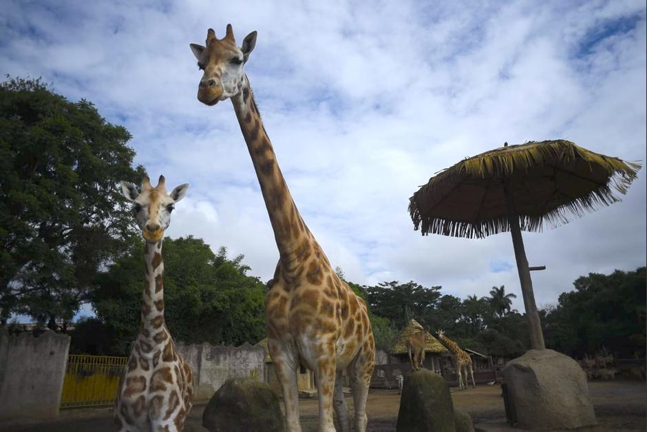 El Zoológico La Aurora permanecerá cerrado durante dos días. (Foto: archivo/Soy502)
