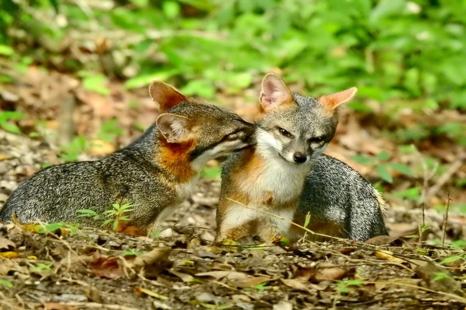 El zorro gris, tambi&eacute;n conocido como "gato de monte", busca refugio en el &aacute;rea. (Foto: Archivo)