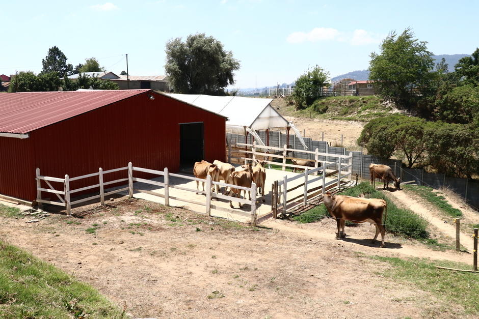 La leche producida en Casa Nehaib se utiliza para crear 13 productos. (Foto: Oswaldo Cop/Colaborador)