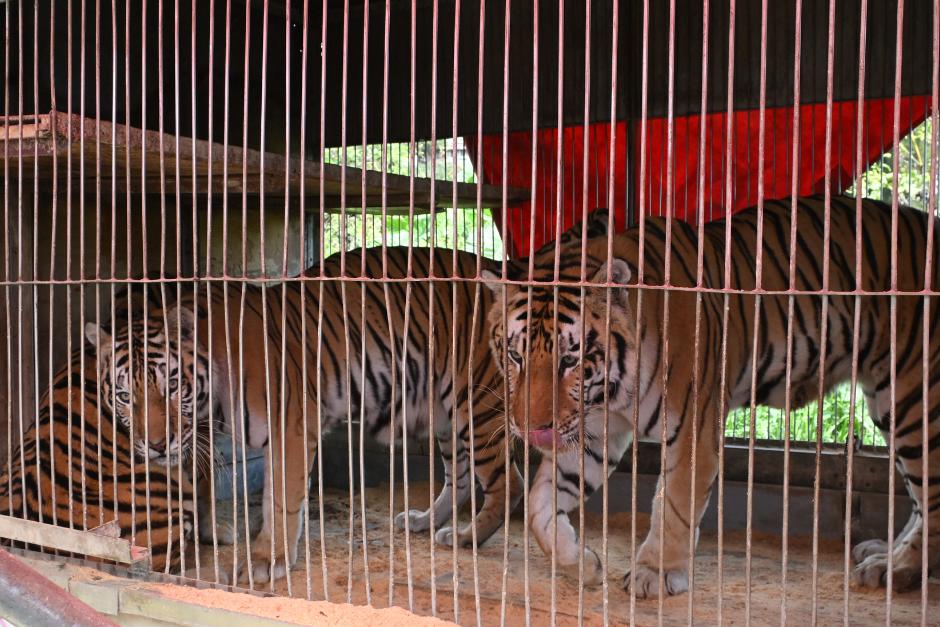 En total, hay siete tigres en las instalaciones del Circo Rey Gitano, varado el &uacute;ltimo a&ntilde;o y medio en San Jos&eacute; Pinula. (Foto: Jos&eacute; Luis Pos/Soy502)