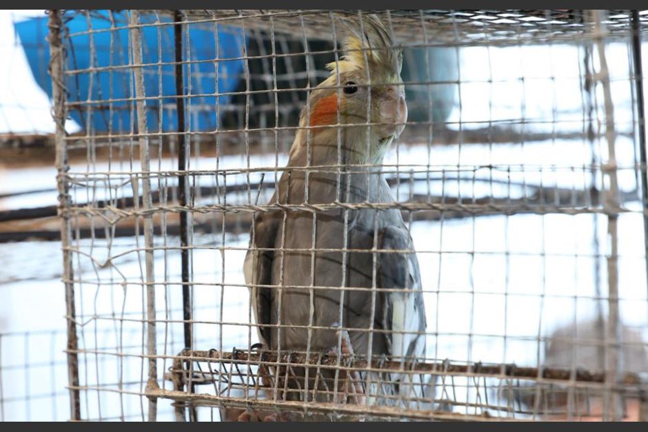 Varias aves ex&oacute;ticas fueron rescatadas. (Foto: Municipalidad de Guatemala)