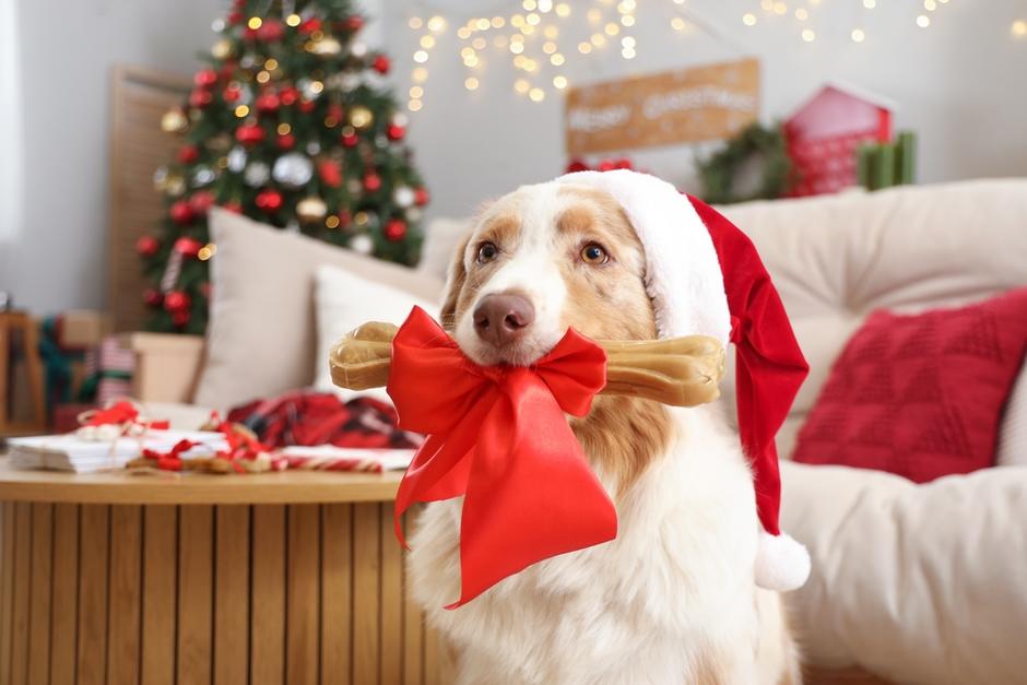 Tus mascotas tambi&eacute;n merecen un buen platillo en Navidad. (Foto: Shutterstock)
