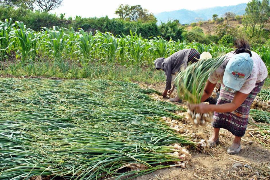 En la actualidad existen seis tipos de salario m&iacute;nimo en Guatemala. (Foto: Nuestro Diario)