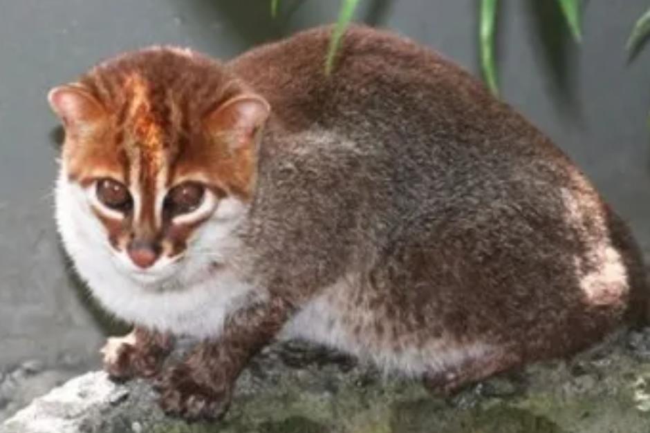 Hab&iacute;a sido visto en Tailandia por &uacute;ltima vez en 1995.&nbsp;(Foto ilustrativa: Gatos y Respeto)