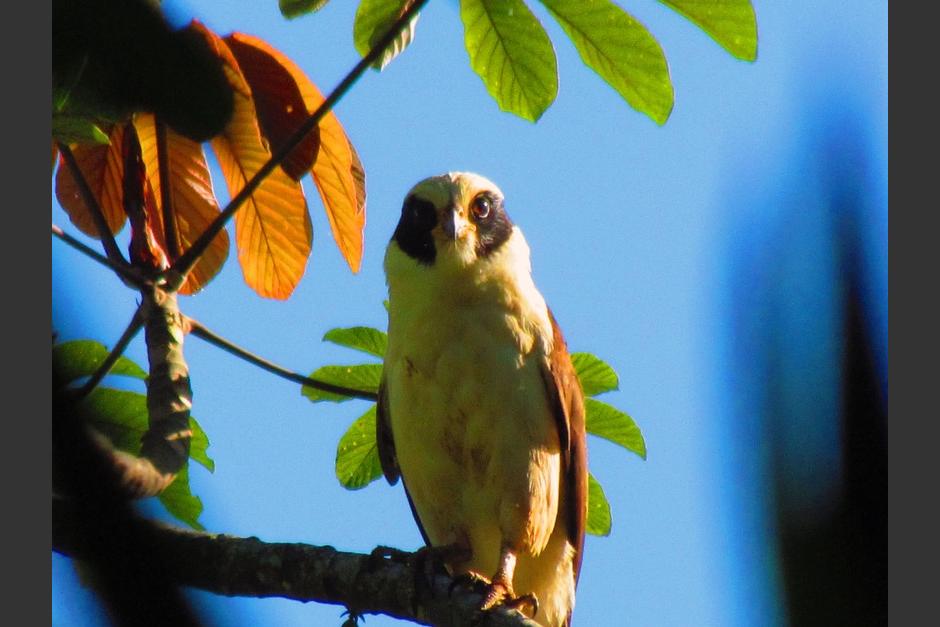 Fotograf&iacute;a de un halc&oacute;n re&iacute;dor capturada por Andr&eacute;s durante una de sus jornadas de observaci&oacute;n.&nbsp;(Foto: Cortes&iacute;a de Andr&eacute;s Monroy)