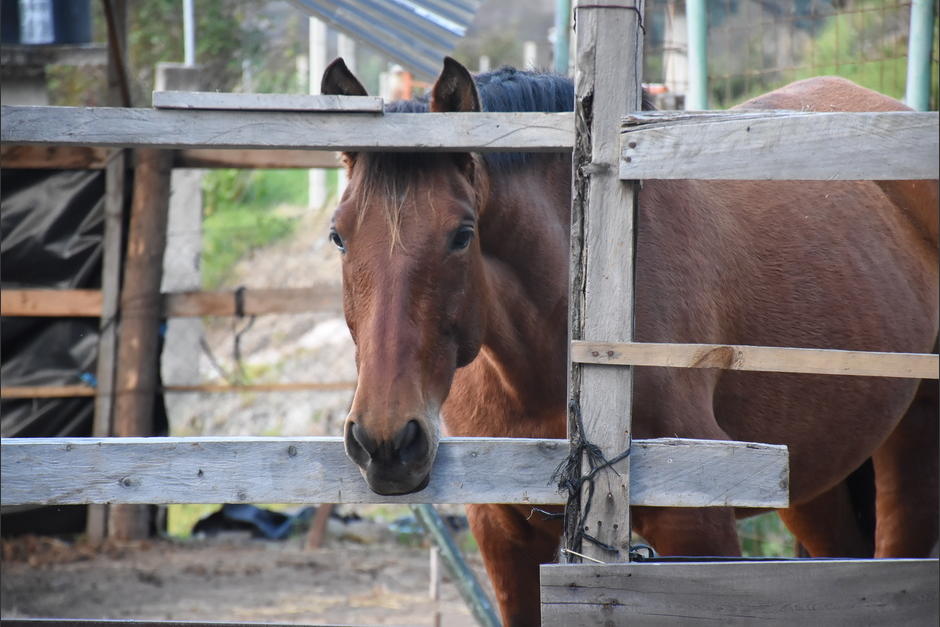 Se puede tener una experiencia especial Compartiendo con los animales.&nbsp;&nbsp;(Foto: Erick Colop/Colaborador)