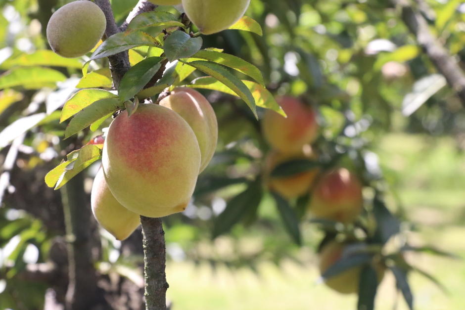 El melocotón es uno de los atractivos del municipio salcajense. (Foto: Oswaldo Cop)