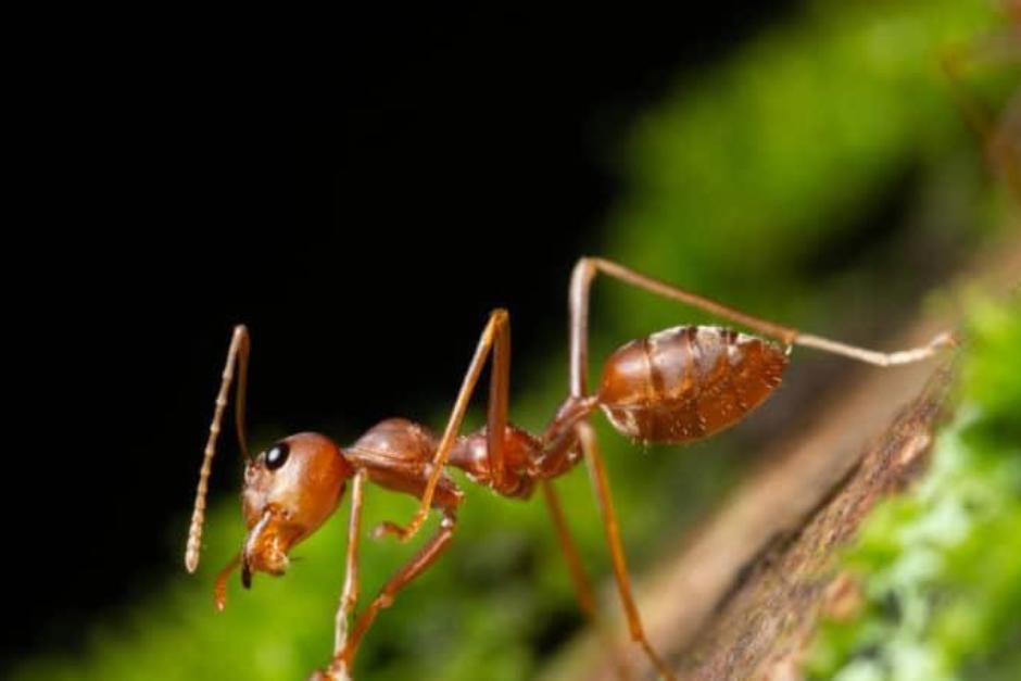 El MAGA informó que buscan combatir el tema de la hormiga roja loca en Guatemala. (Foto: El Observador)