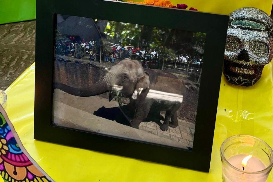 La Mocosita, quien marcó la infancia de las generaciones guatemaltecas, es recordada con cariño. (Foto: Zoológico La Aurora)&nbsp;