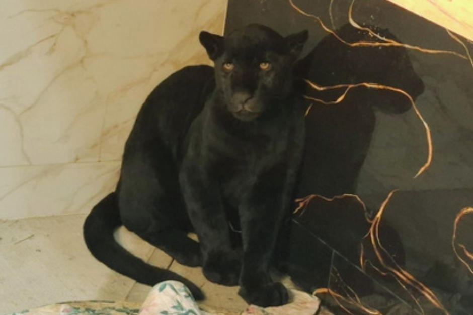 CONAP informó que dará seguimiento a la denuncia de este caso en el Ministerio Público (MP).&nbsp;(Foto: CONAP)