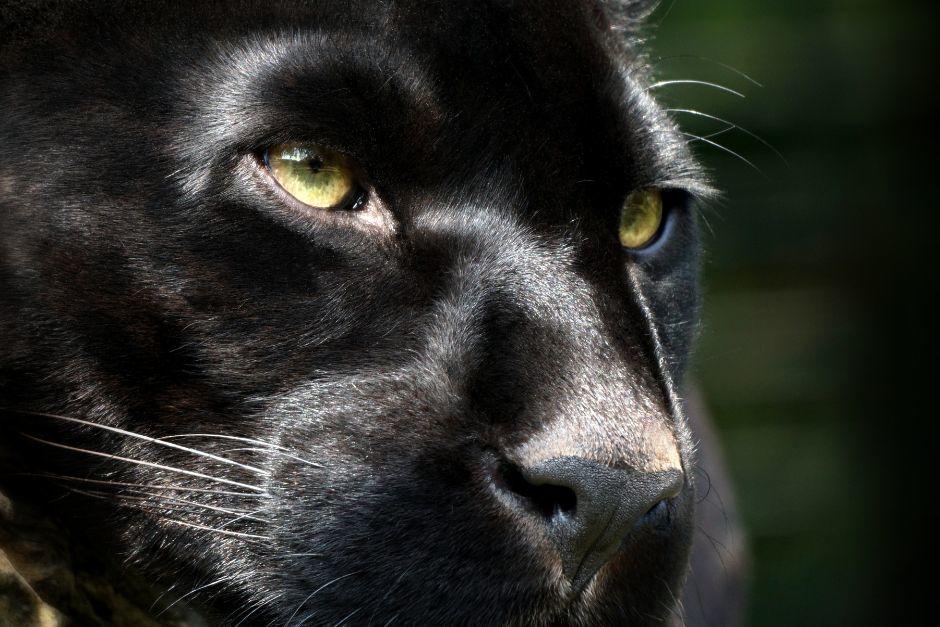 Organizaciones gubernamentales y de bienestar animal se coordinaron para ubicar al jaguar desaparecido. (Foto ilustrativa: Shutterstock)&nbsp;&nbsp;