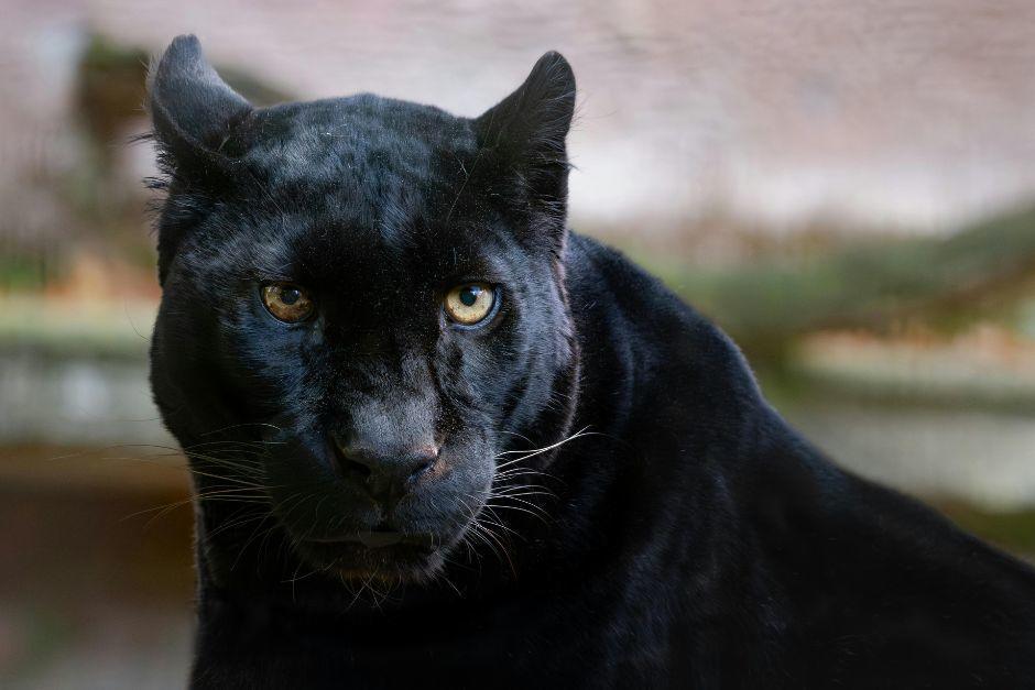 El ejemplar fue localizado tras varios días de estar desaparecido. (Foto: Shutterstock)