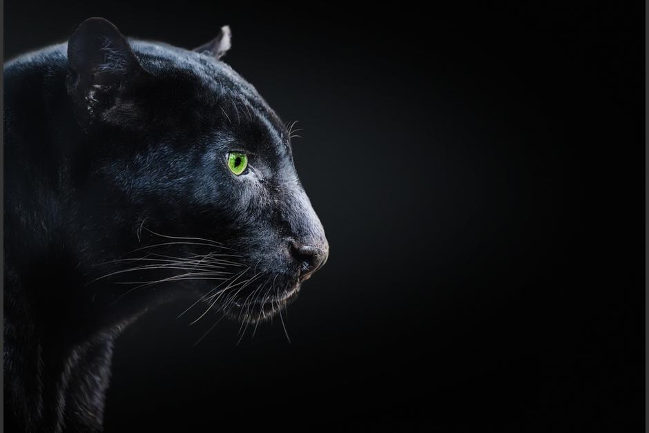 La cachorra de jaguar se encontró en estado de alerta y estrés. Pero, no fue agresiva. (Foto ilustrativa: Shutterstock)