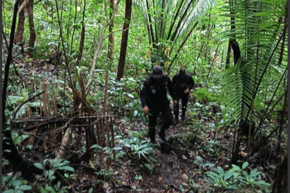 Los arbustos con hojas de cocaína fueron erradicados. (Foto: PNC)