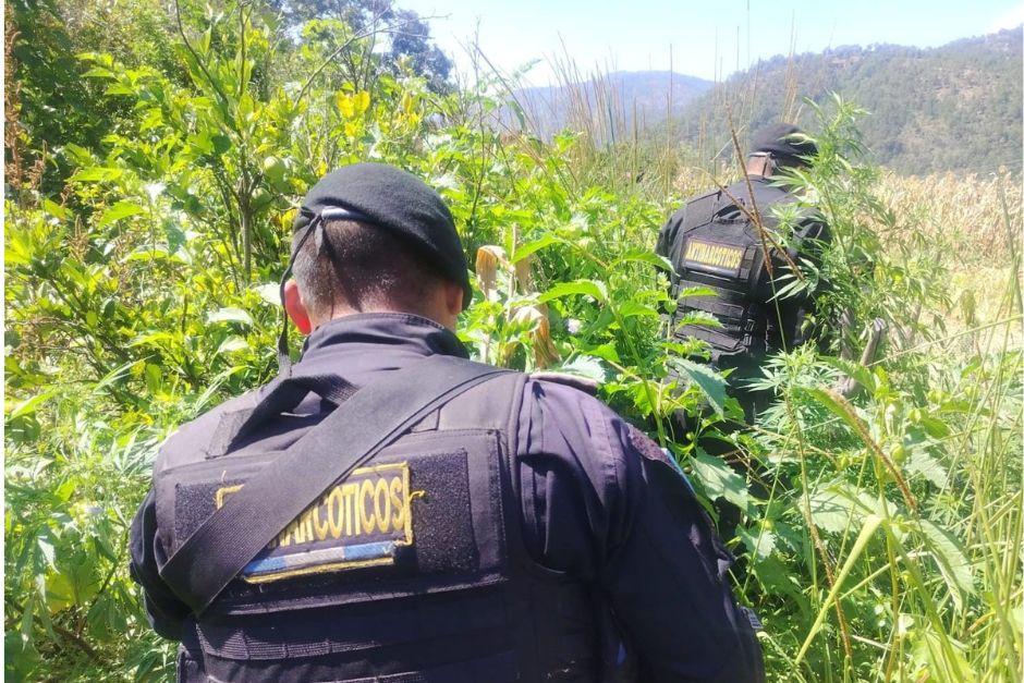 Más de 3 mil matas de marihuana fueron erradicas tras operativo policial. (Foto:PNC)