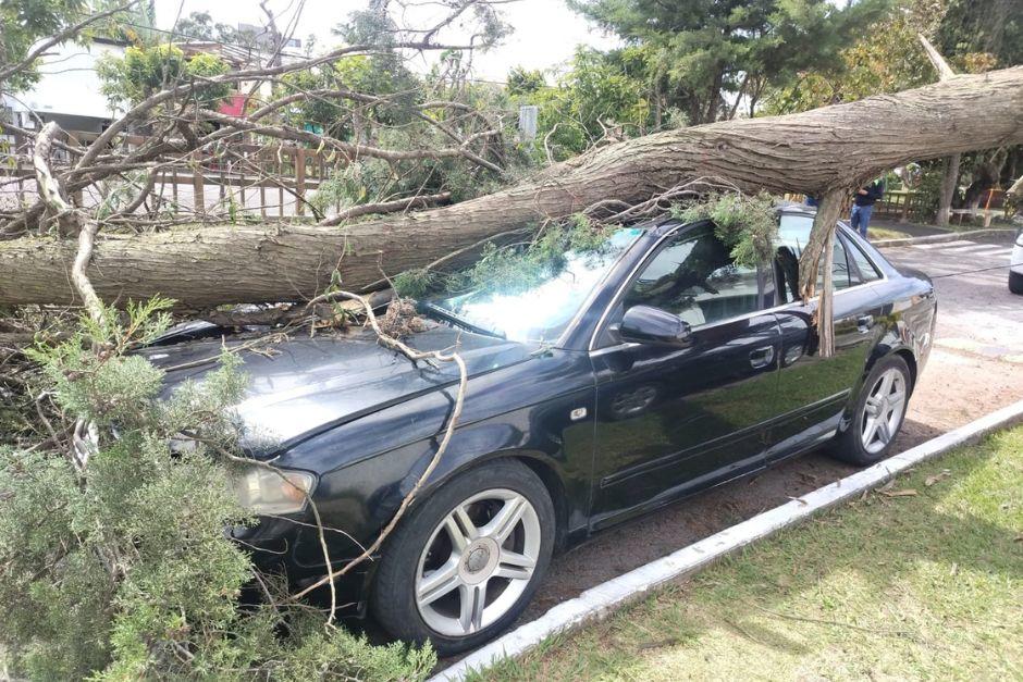 Un automóvil se vio afectado tras caída de árbol cuando se transitaba en sector de la zona 10 capitalina. (Foto: Municipalidad de Guatemala)